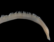 Scoloplos armiger (O. F. Mler, 1776)
