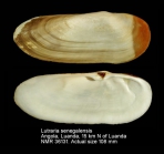 Lutraria senegalensis