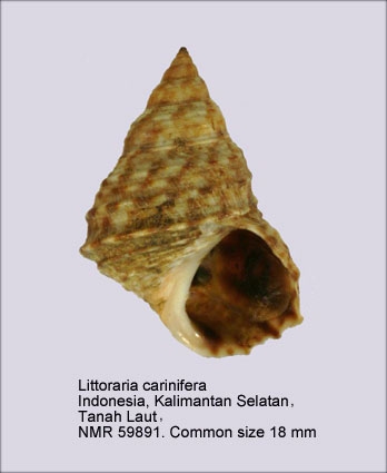 Littoraria carinifera