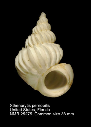 Sthenorytis pernobilis