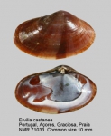 Ervilia castanea