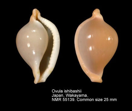 Ovula ishibashii