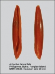 Aclyvolva lanceolata