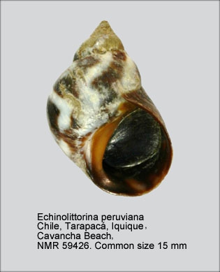 Echinolittorina peruviana