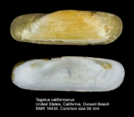 Tagelus californianus