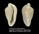 Dentiovula rutherfordiana