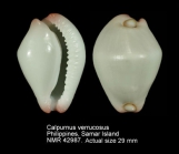 Calpurnus verrucosus