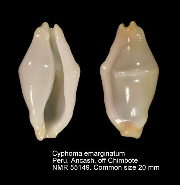 Cyphoma emarginatum