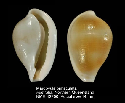 Margovula bimaculata