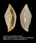 Cyphoma christahemmenae