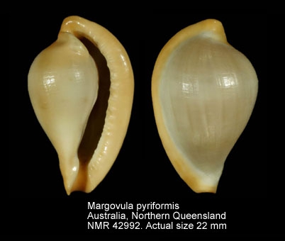 Margovula pyriformis