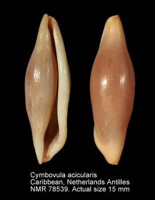 Cymbovula acicularis