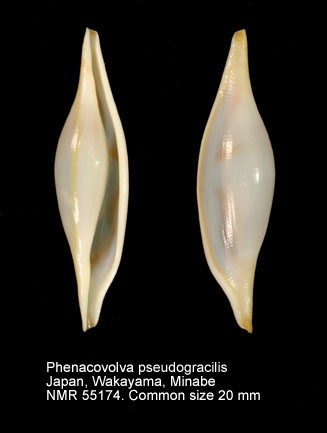 Phenacovolva pseudogracilis