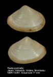 Anatinellidae