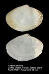 Anatinellidae