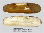 Solecurtidae