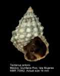 Tectarius antonii