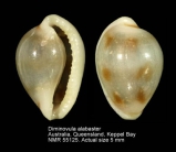 Diminovula alabaster