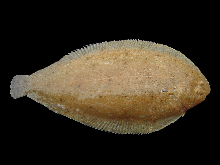 Pegusa lascaris (Risso, 1810) Pegusa lascaris (Risso, 1810)