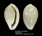 Procalpurnus lacteus