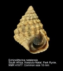 Echinolittorina natalensis