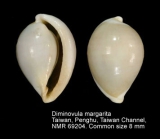 Diminovula margarita