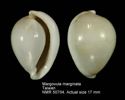 Margovula marginata