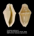 Cyphoma gibbosum