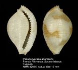 Pseudocypraea adamsonii