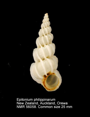 Epitonium philippinarum