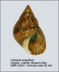 Littorinidae