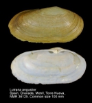 Lutraria angustior