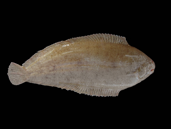 Solea solea (Linnaeus, 1758) Solea solea (Linnaeus, 1758)