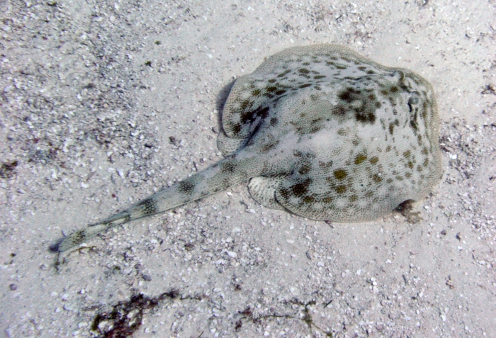 Urobatis jamaicensis Urobatis jamaicensis