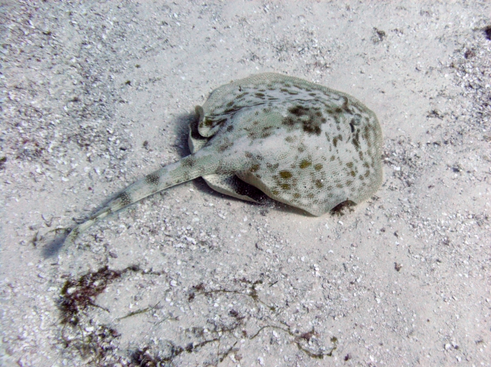Urobatis jamaicensis Urobatis jamaicensis