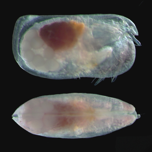 Conchoecia macrocheira