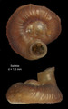 Mollusca (molluscs)