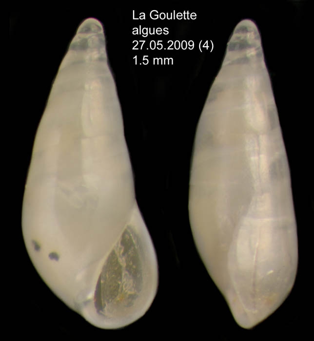 Melanella praecurta (Pallary, 1904)Specimen from La Goulette, Tunisia (among algae 0-1 m, 27.05.2009), actual size 1.5 mm
