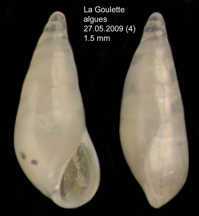 Melanella praecurta (Pallary, 1904)Specimen from La Goulette, Tunisia (among algae 0-1 m, 27.05.2009), actual size 1.5 mm Melanella praecurta (Pallary, 1904)Specimen from La Goulette, Tunisia (among algae 0-1 m, 27.05.2009), actual size 1.5 mm