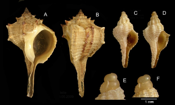 Bolinus brandaris (Linnaeus, 1758) A-D: Specimens from La Goulette, Tunisia (soft bottoms 10-15 m, 28.05.2009 and 19.01.2010), actual size 50 mm, 9.6 mm and 10.1 mm. E-F: d�tail of protoconchs of specimens C-D.