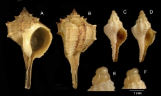Bolinus brandaris (Linnaeus, 1758) A-D: Specimens from La Goulette, Tunisia (soft bottoms 10-15 m, 28.05.2009 and 19.01.2010), actual size 50 mm, 9.6 mm and 10.1 mm. E-F: détail of protoconchs of specimens C-D.
