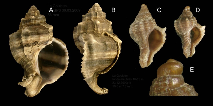 Hexaplex trunculus (Linnaeus, 1758) A-D: Specimens from La Goulette, Tunisia (soft bottoms 10-15 m, 30.03.and 23.12.2009), actual size 56 mm, 10 mm and 7.8 mm. E: d�tail of protoconch of specimen D.