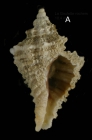 Ocenebra erinaceus (Linnaeus, 1758) Juvenile specimen from La Goulette, Tunisia (among algae 0-1 m, 22.06.2008), actual size 10.4 mm