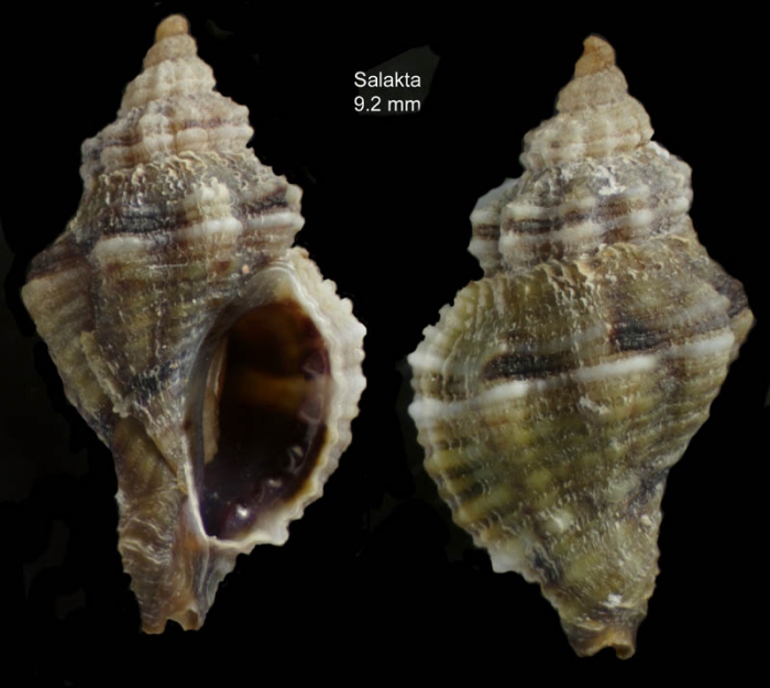 Ocinebrina edwardsii (Payraudeau, 1826) Specimen from Salakta, Tunisia, actual size 9.2 mm. Ocinebrina edwardsii (Payraudeau, 1826) Specimen from Salakta, Tunisia, actual size 9.2 mm.