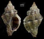 Ocinebrina edwardsii (Payraudeau, 1826) Specimen from Salakta, Tunisia, actual size 9.2 mm.