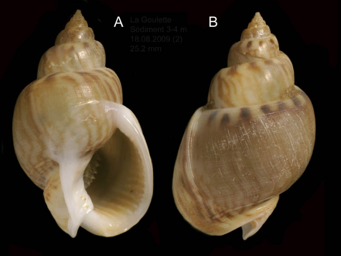 Nassarius mutabilis (Linnaeus, 1758) Specimen from La Goulette, Tunisia (soft bottoms 3-4 m, 18.08.2009), actual size 25.2 mm.