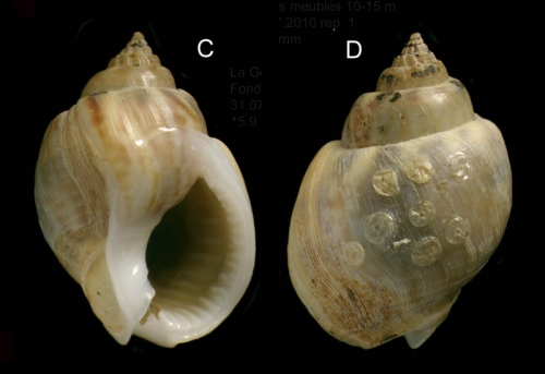 Nassarius mutabilis (Linnaeus, 1758) Specimen from La Goulette, Tunisia (soft bottoms 10-15 m, 31.03.2010), actual size 15.9 mm. Note the last whorl covered with egg capsules of another gastropod Nassarius mutabilis (Linnaeus, 1758) Specimen from La Goulette, Tunisia (soft bottoms 10-15 m, 31.03.2010), actual size 15.9 mm. Note the last whorl covered with egg capsules of another gastropod