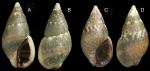 Nassarius corniculum (Olivi, 1792) Specimens from La Goulette, Tunisia (among algae 0-1 m, 31.03.2009), actual size 10.1 and 9.3 mm