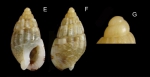 Nassarius cuvierii (Payraudeau, 1826) Specimen from La Goulette, Tunisia (among algae 0-1 m, 23.02.2020), actual size 6.2 mm. G: Protoconch, same specimen