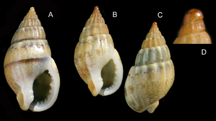 Nassarius unifasciatus (Kiener, 1834) Specimens from La Goulette, Tunisia (among seagrass Cymodocea nodosa, 20.11.2008), actual size 14.5 and 12.5 mm. D: Protoconch and early whorls, same specimen as C.